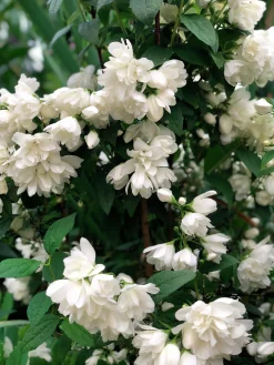 Kameliaschersmin 'Snowbelle'