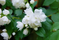 Kameliaschersmin 'Snowbelle'