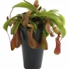 Kannranka lat. Nepenthes