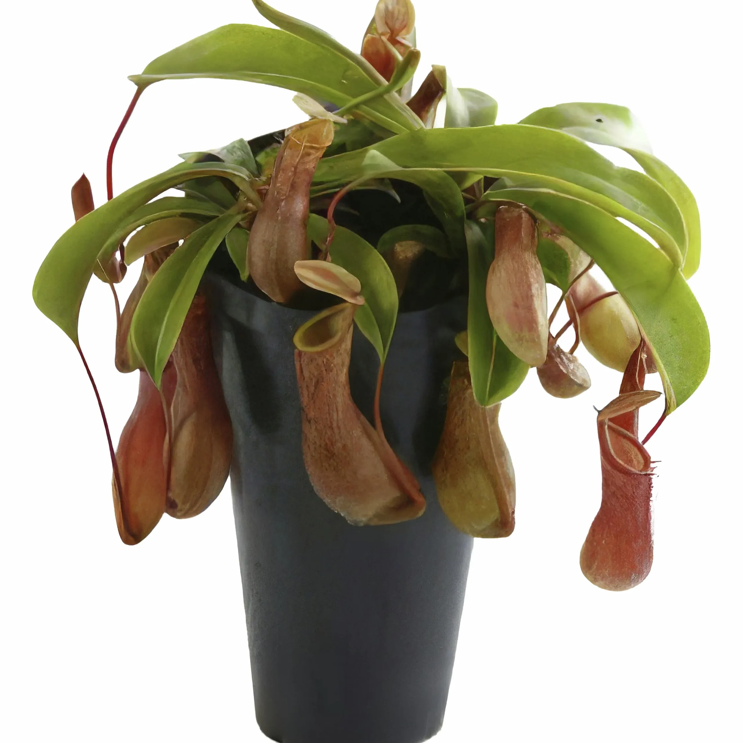 Kannranka lat. Nepenthes