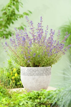 Kantnepeta 'Kit Cat'