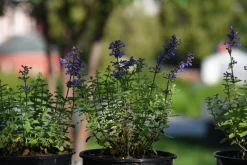 Kantnepeta 'Purrsian Blue'