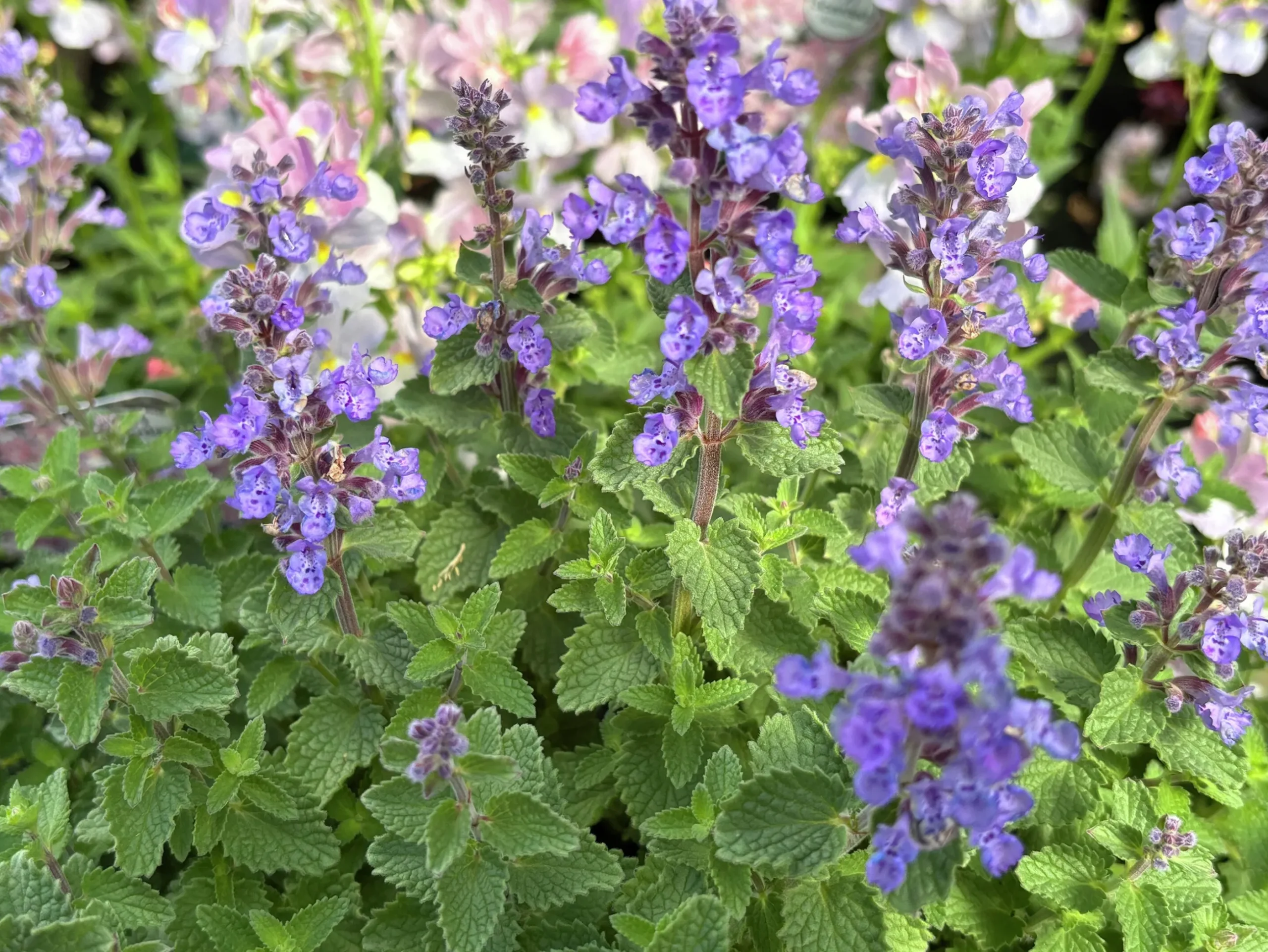Kantnepeta 'Purrsian Blue'