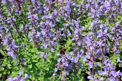 Kantnepeta 'Purrsian Blue'
