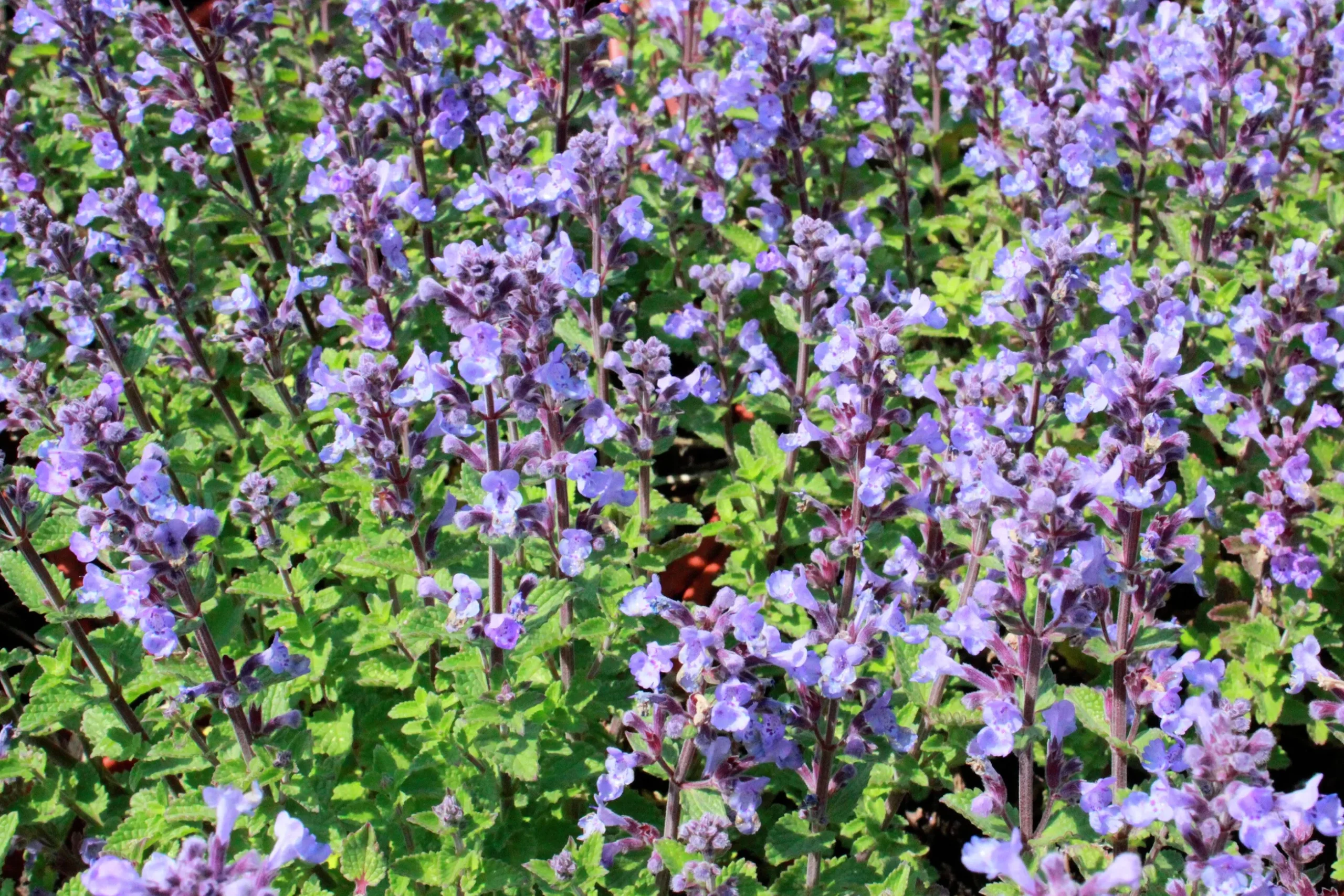 Kantnepeta 'Purrsian Blue'