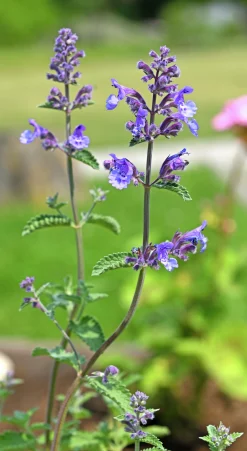 Kantnepeta 'Purrsian Blue'