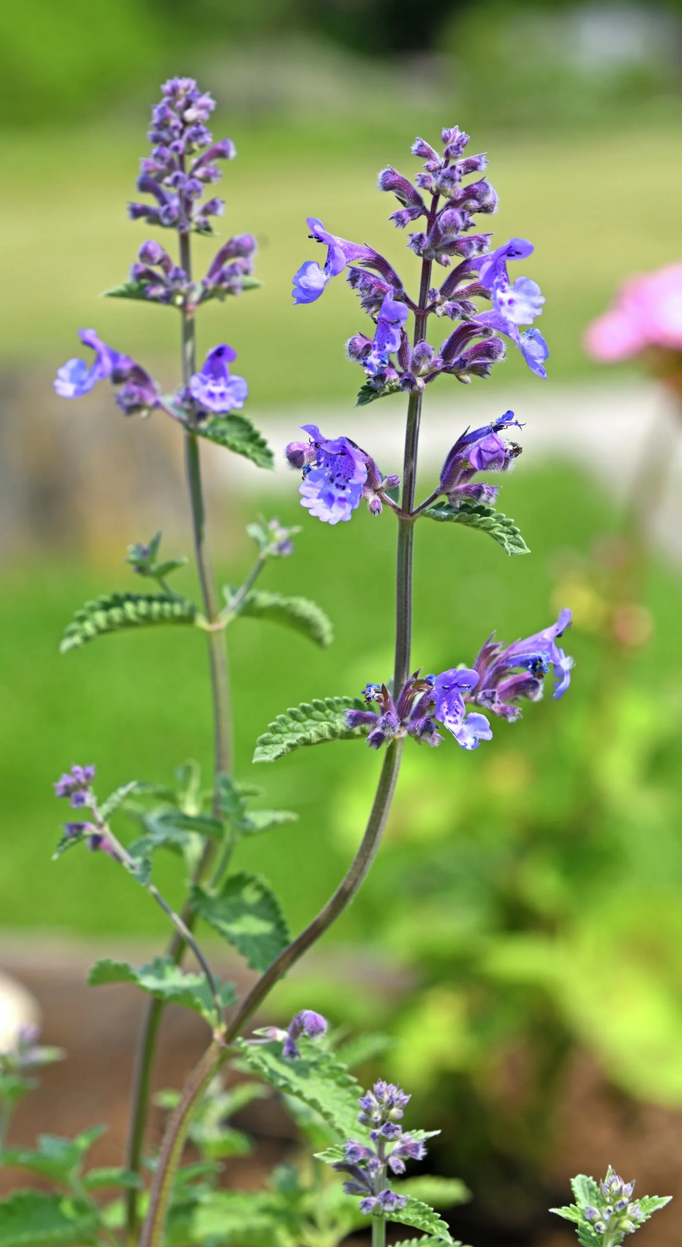 Kantnepeta 'Purrsian Blue'