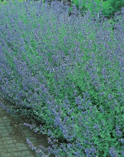 Kantnepeta 'Six Hills Giant'