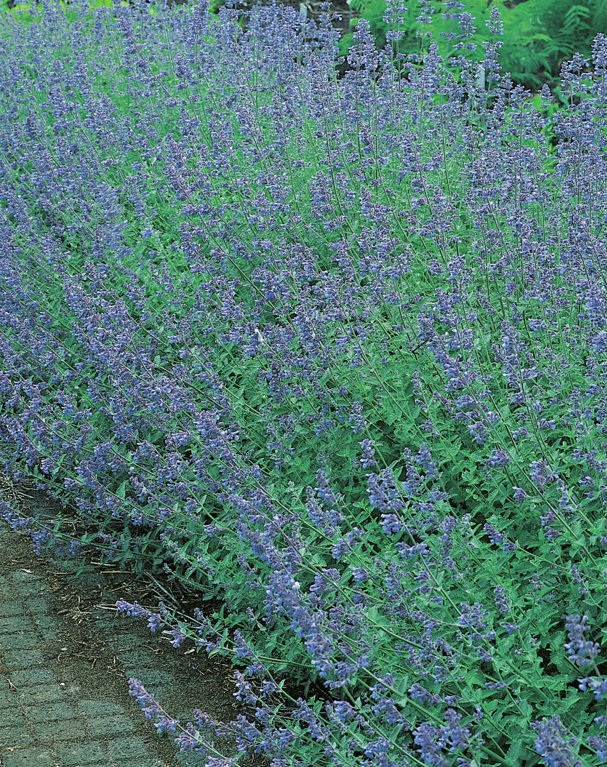 Kantnepeta 'Six Hills Giant'