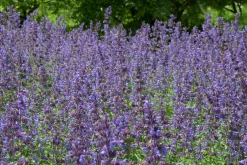 Kantnepeta 'Walkers Low'