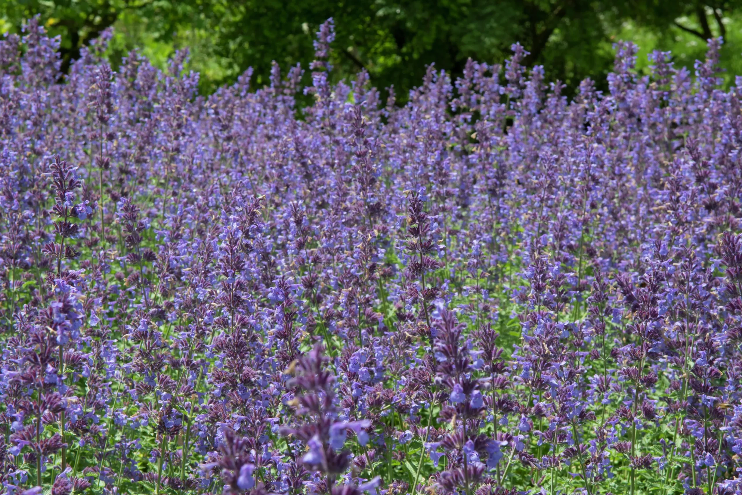 Kantnepeta 'Walkers Low'