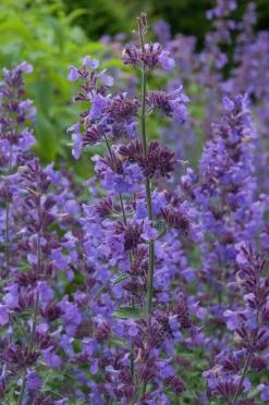 Kantnepeta 'Walkers Low'