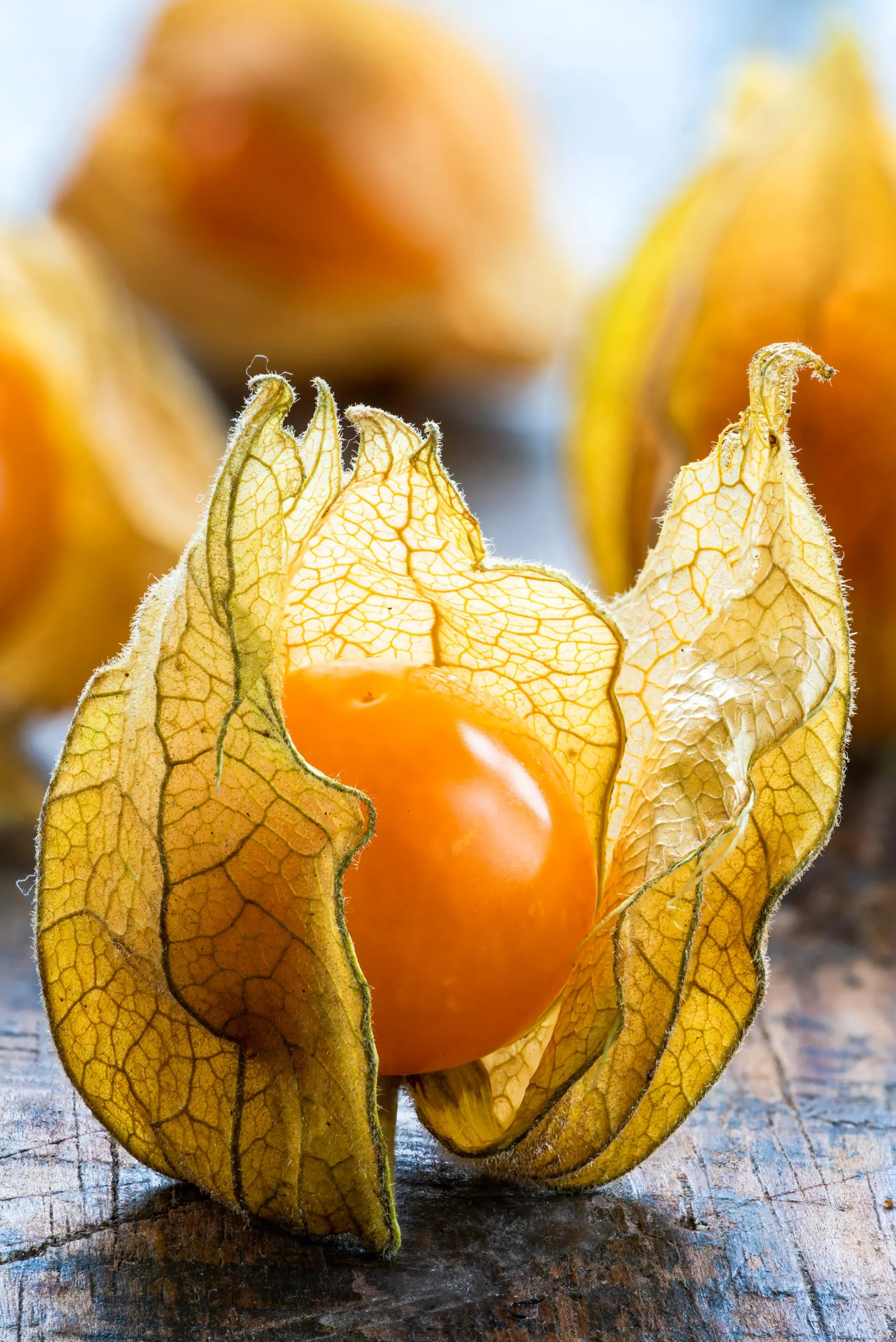 Kapkrusbär lat. Physalis peruviana 11,5cm