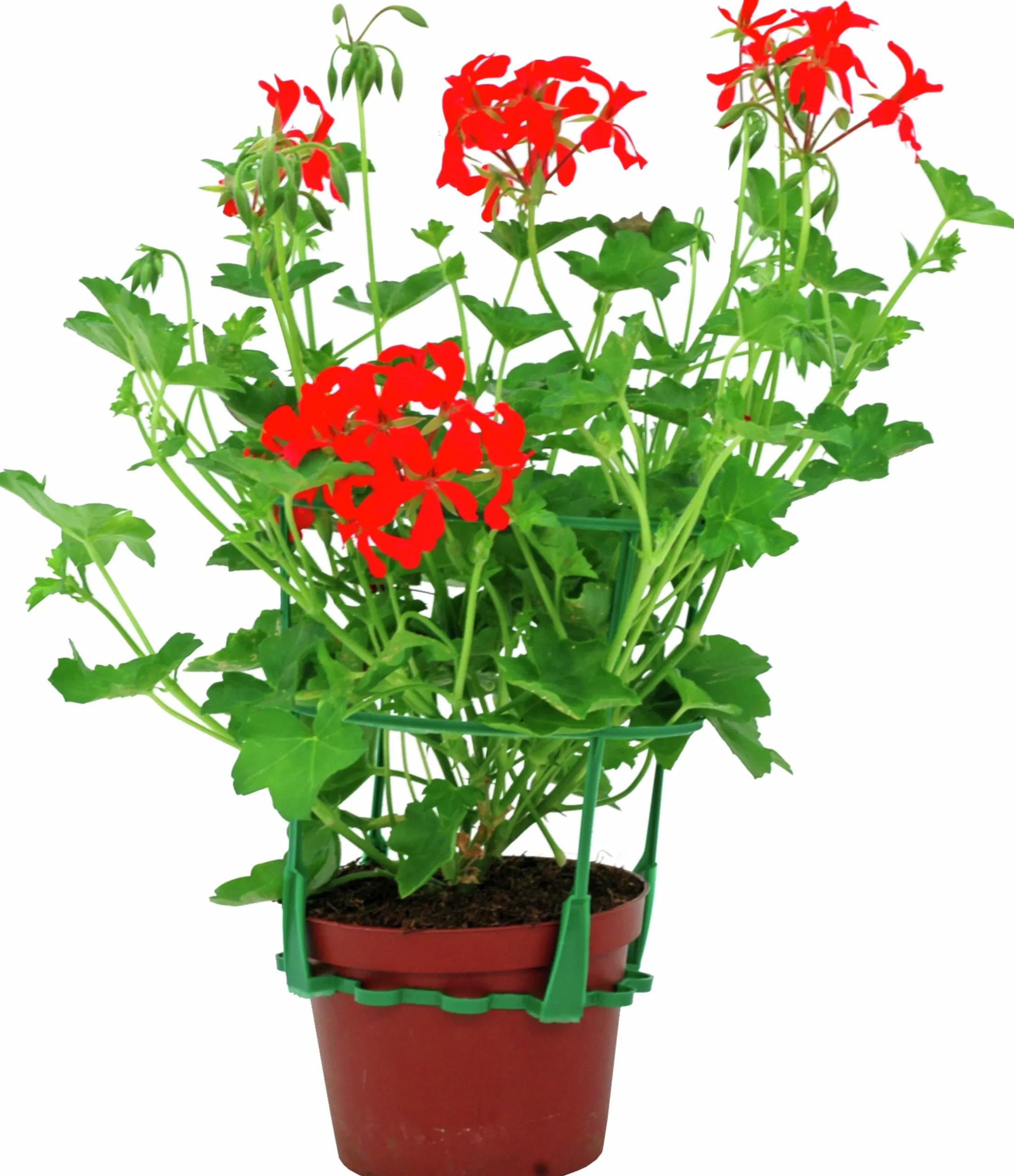 Kaskadpelargon lat. Pelargonium Peltatum 'Cascade'