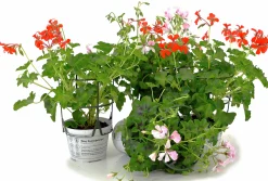 Kaskadpelargon lat. Pelargonium Peltatum 'Cascade'