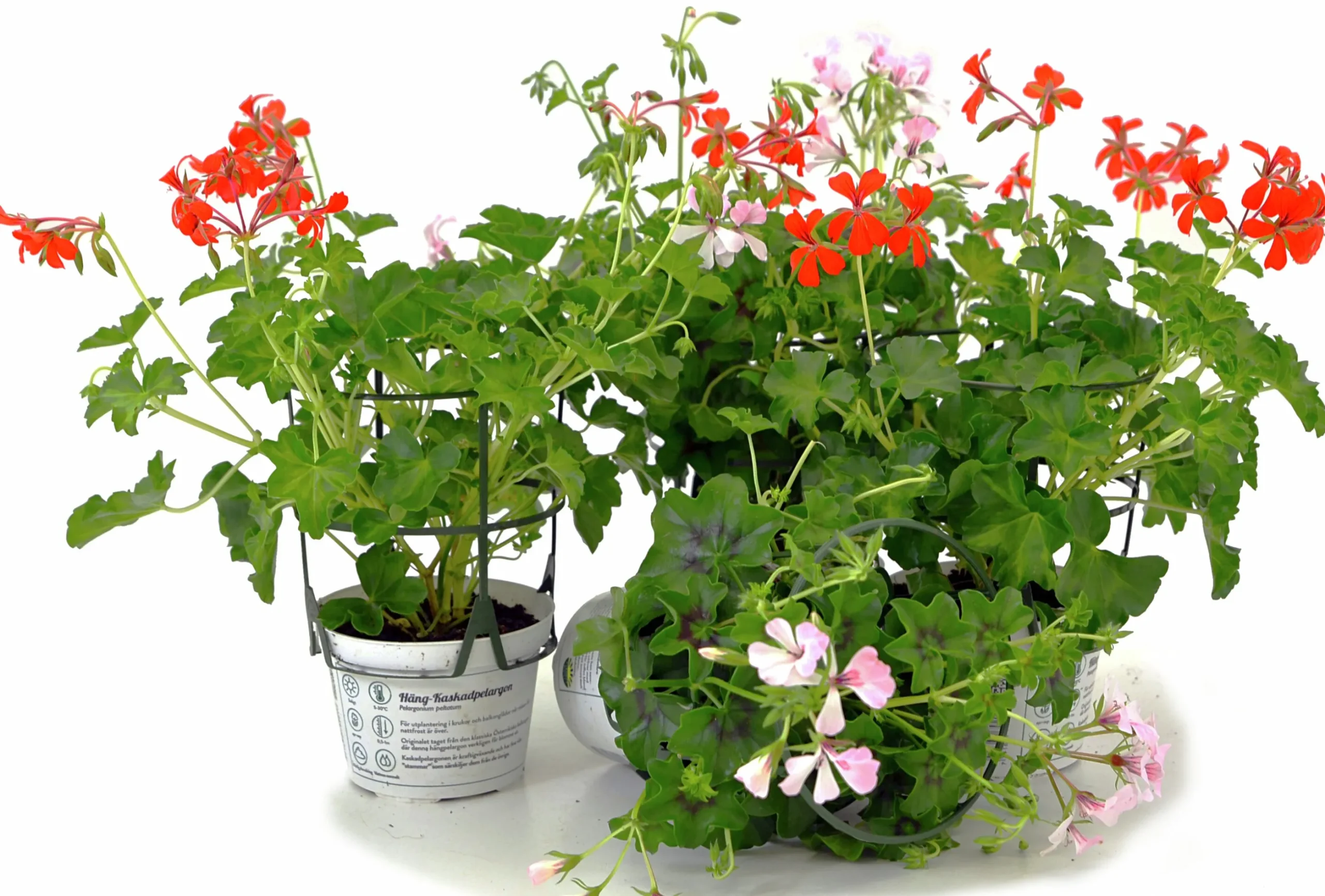 Kaskadpelargon lat. Pelargonium Peltatum 'Cascade'