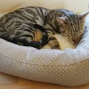 Kattbädd Rosewood Dotty Feline Vit/Grå 56cm