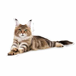 Kattmat Royal Canin Adult Maine Coon 10kg