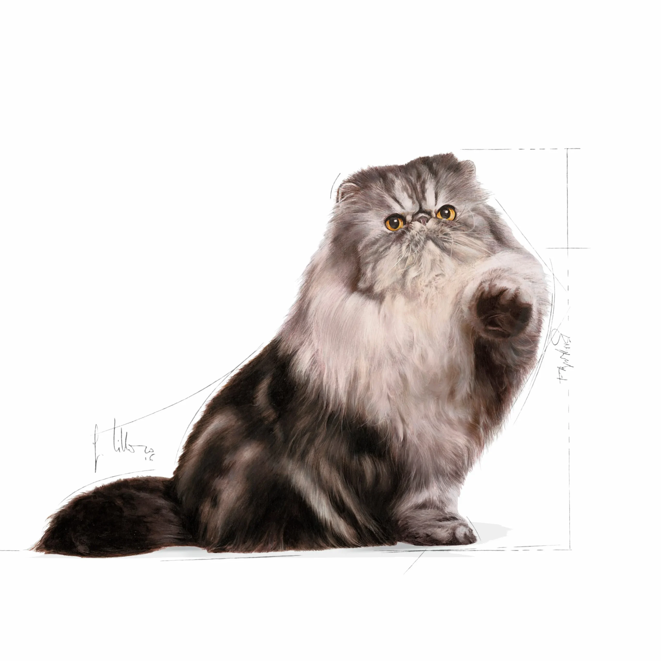 Kattmat Royal Canin Adult Persian 10kg