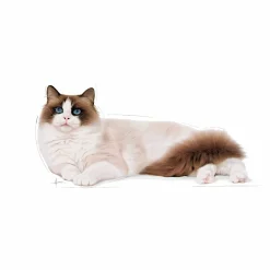 Kattmat Royal Canin Adult Ragdoll 2kg