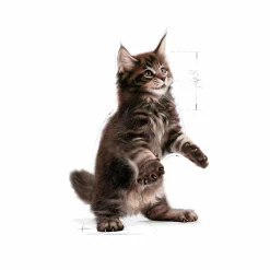 Kattmat Royal Canin Kitten Maine Coon 2kg