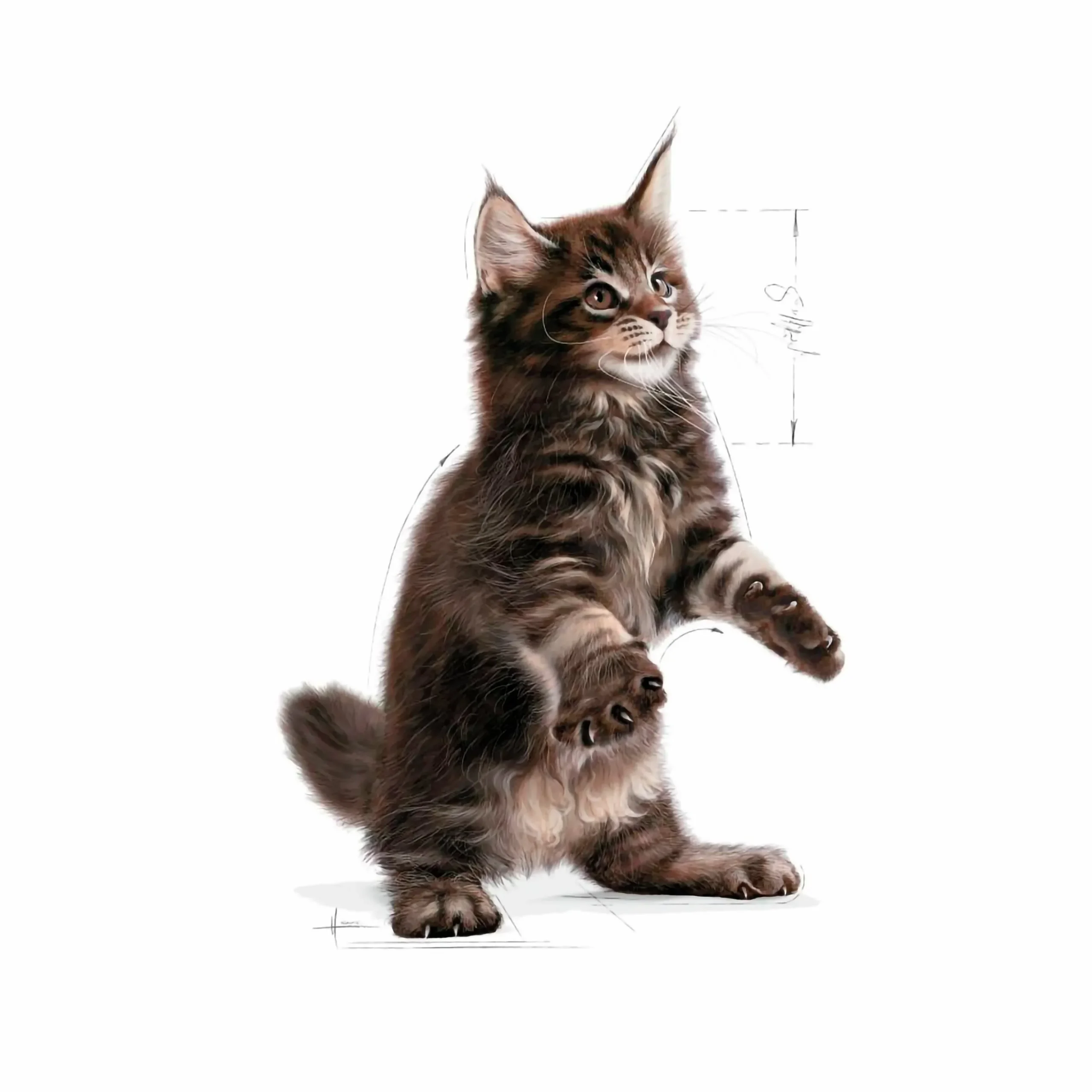 Kattmat Royal Canin Kitten Maine Coon 2kg