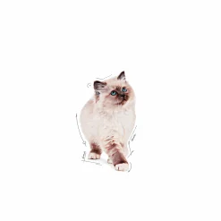Kattmat Royal Canin Kitten Pouches Gravy Bitar i sås 12x85g