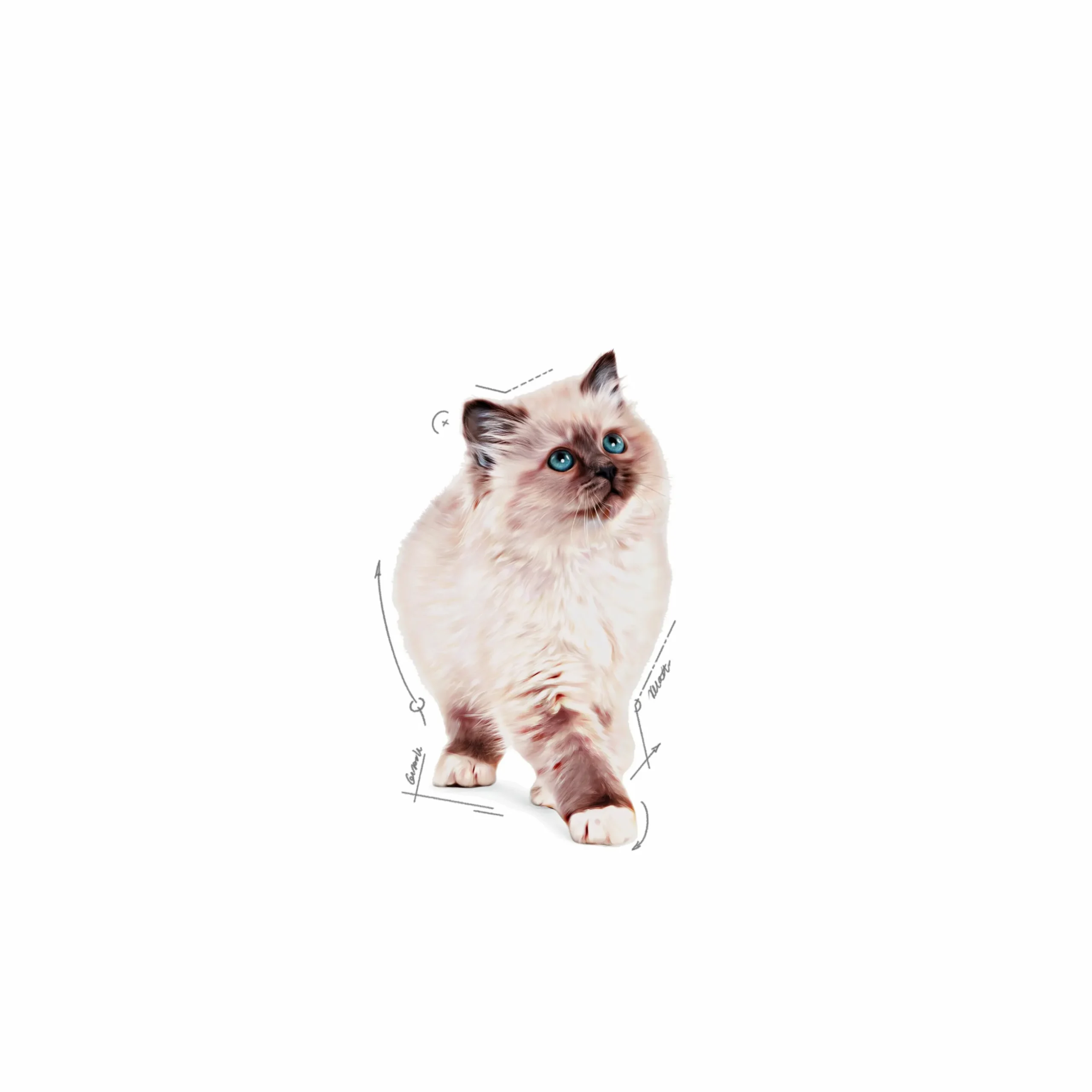 Kattmat Royal Canin Kitten Pouches Gravy Bitar i sås 12x85g