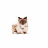 Kattmat Royal Canin Mother & Babycat 2kg