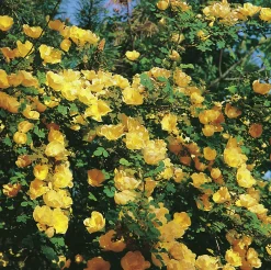 Kinesisk Gulros 'Hugonis' Barrotad