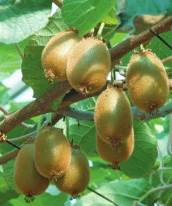 Kiwi 'Jenny'