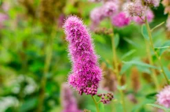 Klasespirea Barrotad