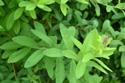 Klasespirea Barrotad