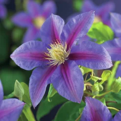 Klematis 'Barbara Jackman'