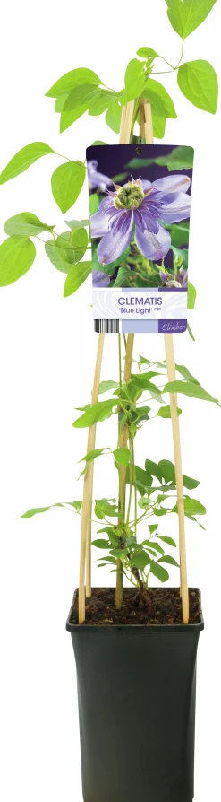 Klematis 'Blue Light'