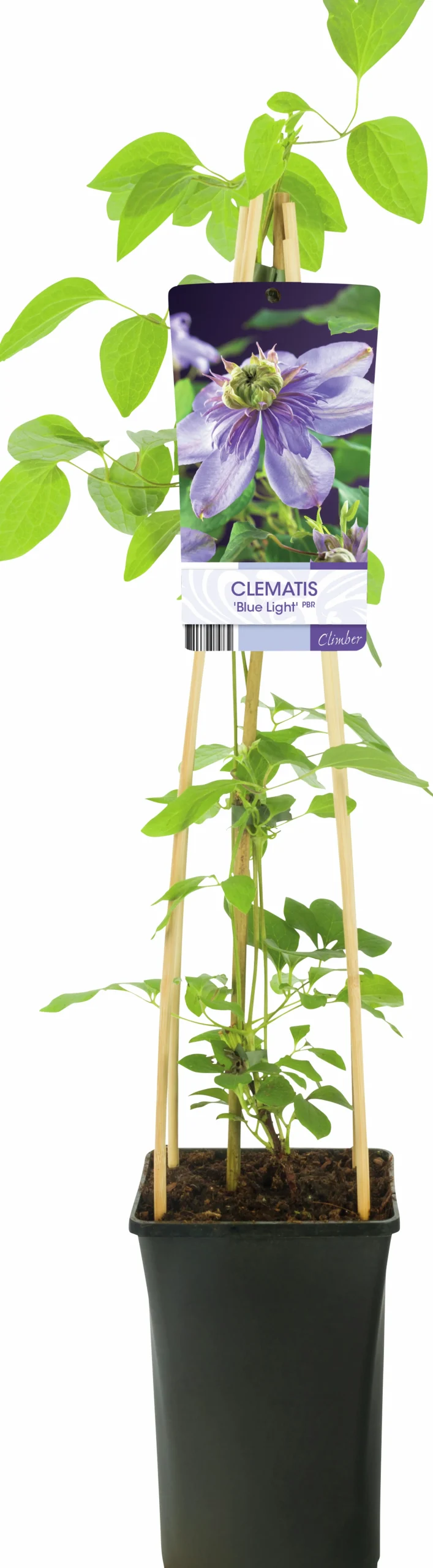 Klematis 'Blue Light'