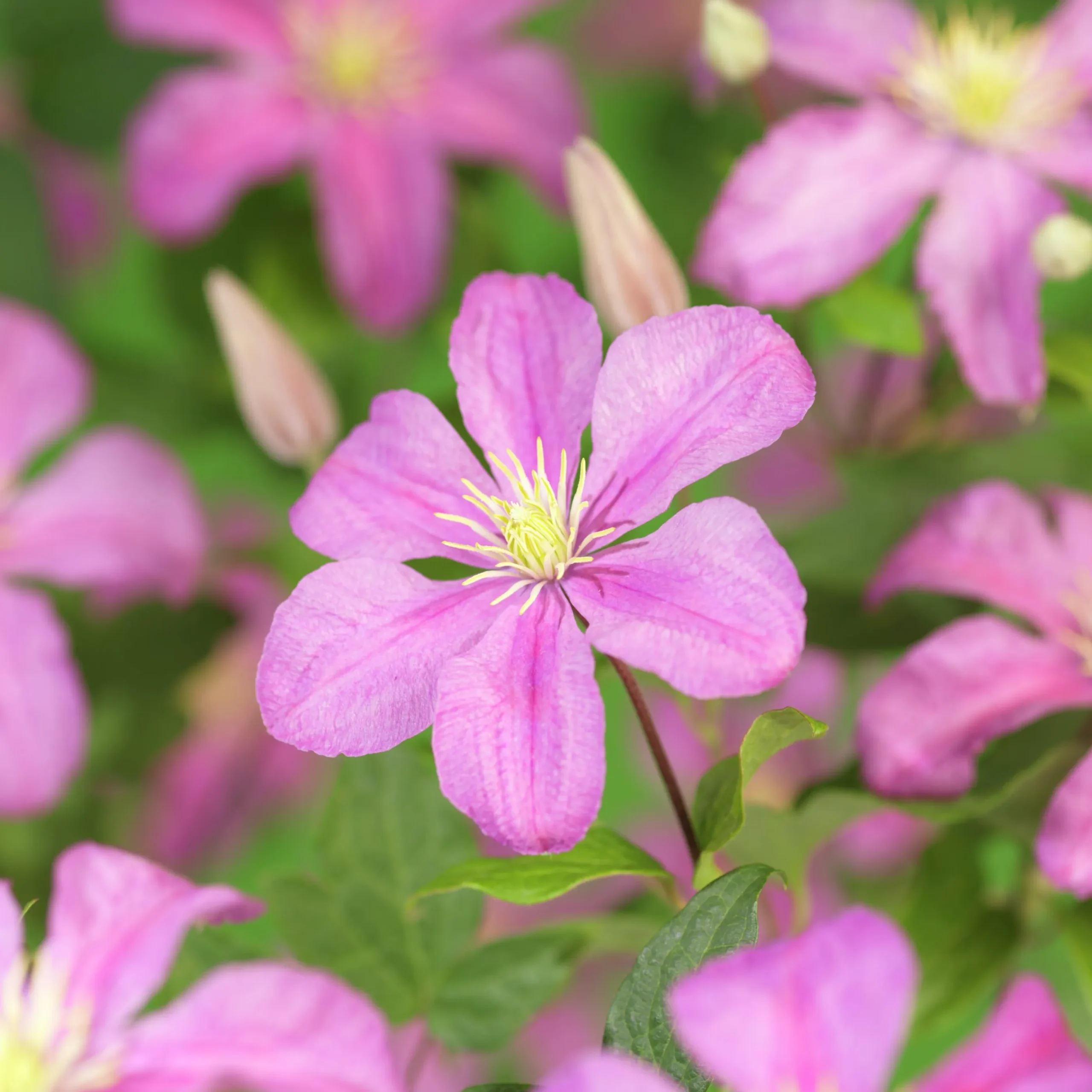 Klematis 'Comtesse de Bouchaud'