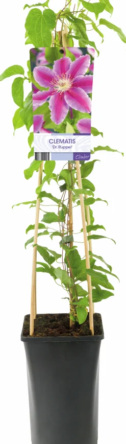 Klematis 'Dr Ruppel'