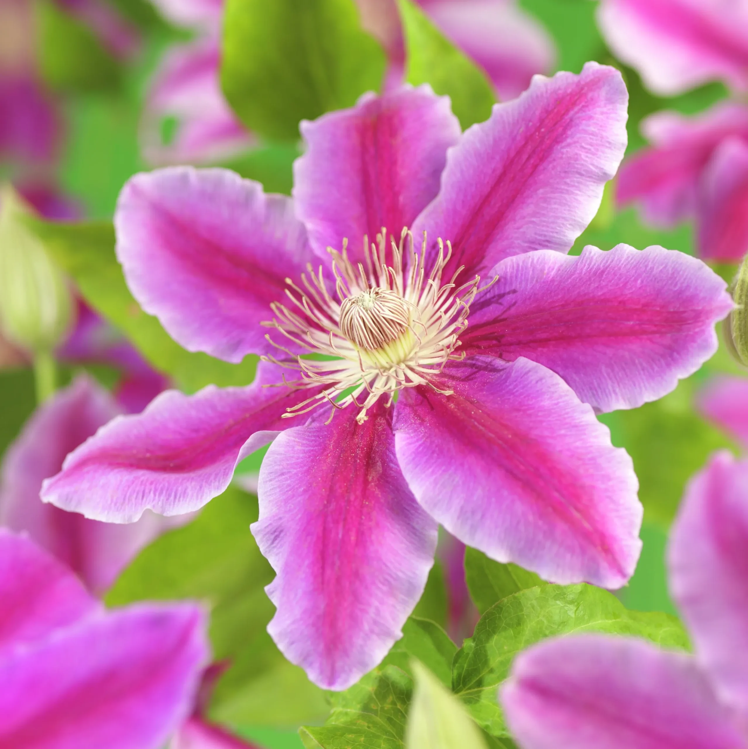 Klematis 'Dr Ruppel'