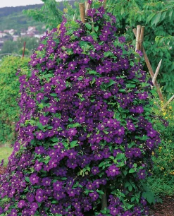 Klematis 'Etolie Violette'