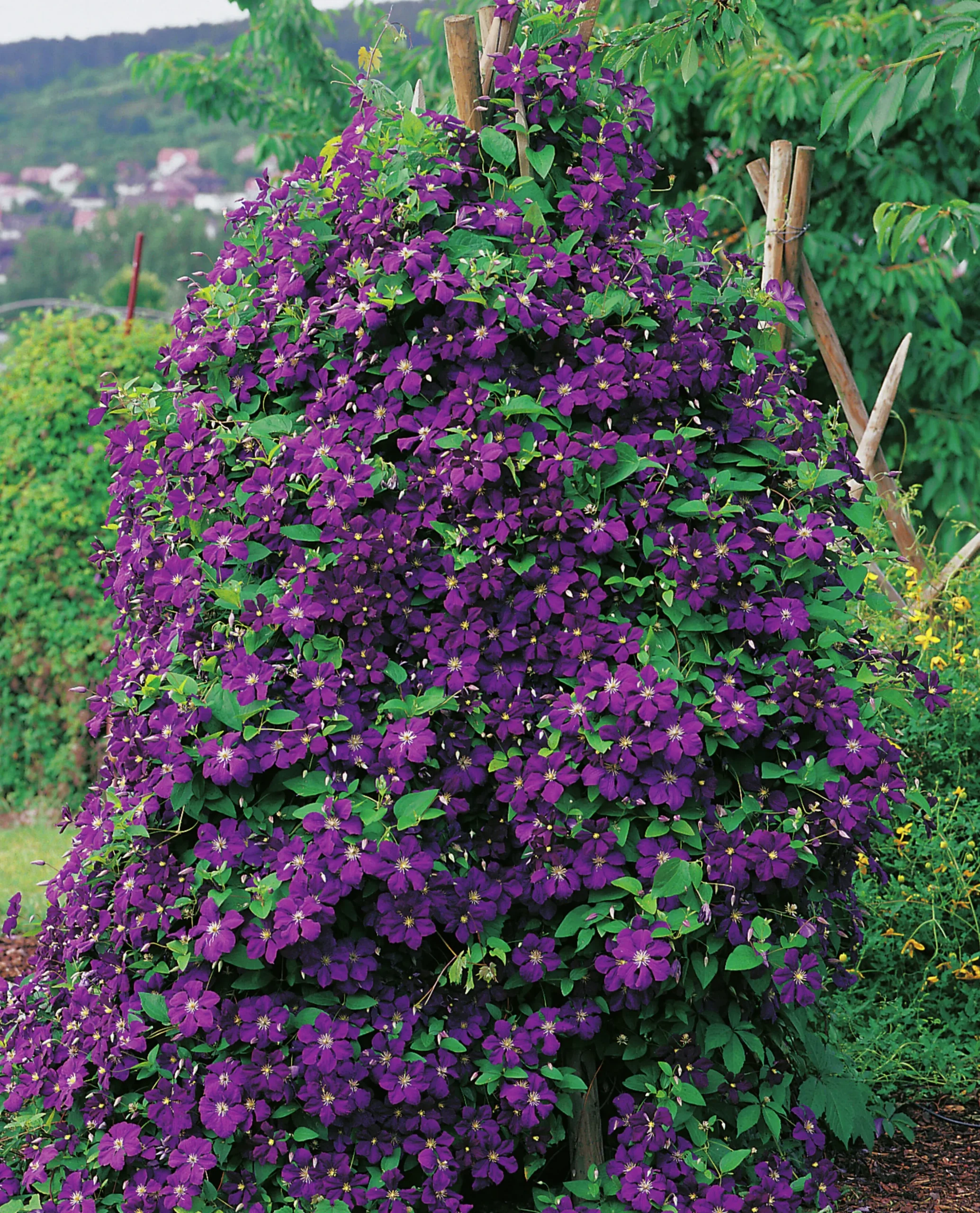 Klematis 'Etolie Violette'