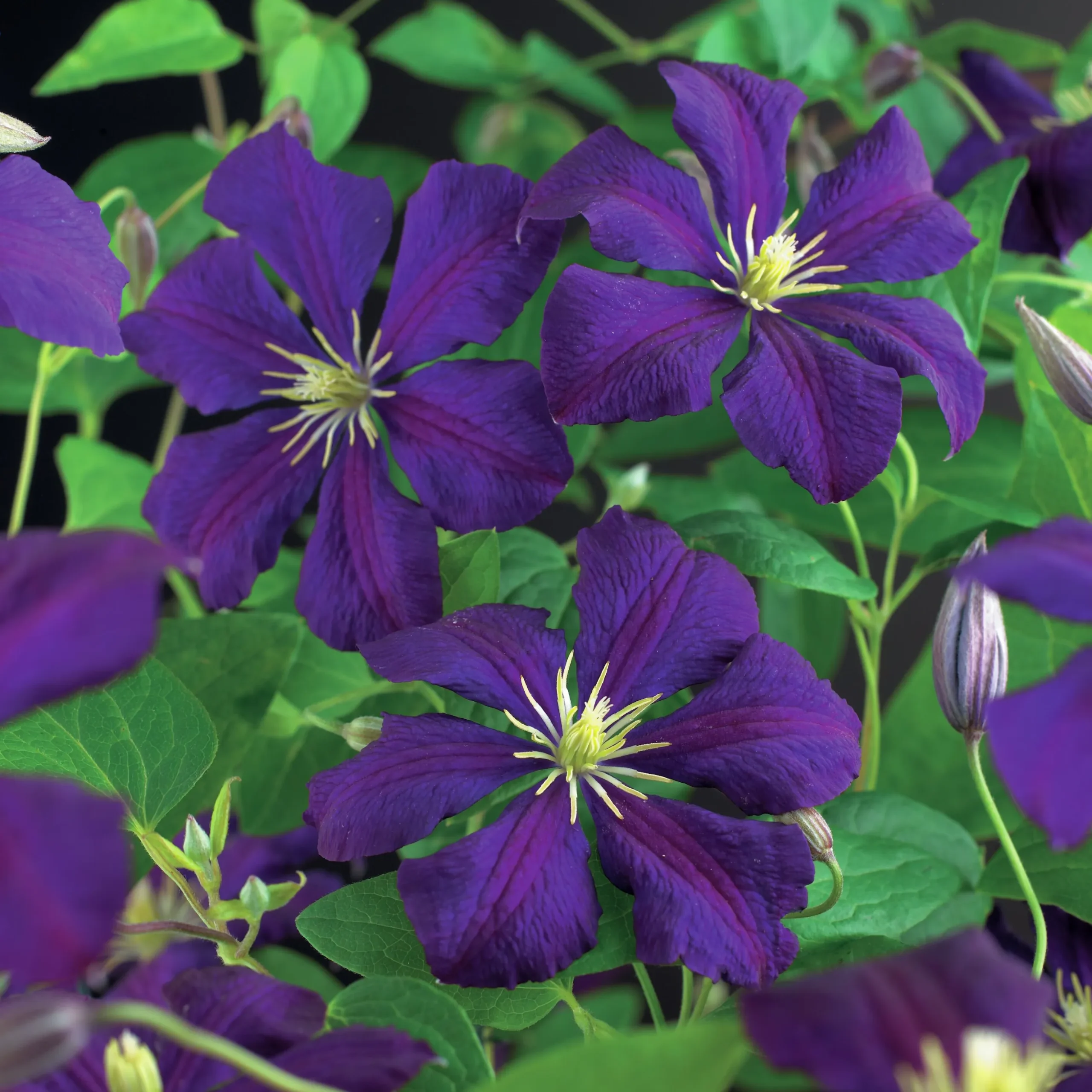 Klematis 'Etolie Violette'