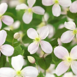 Klematis 'Fragrant Spring'