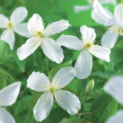Klematis 'Grandiflora'