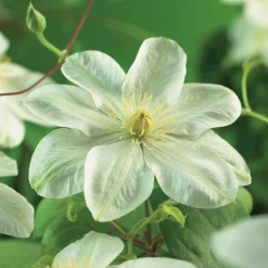 Klematis 'Guernsey Cream'