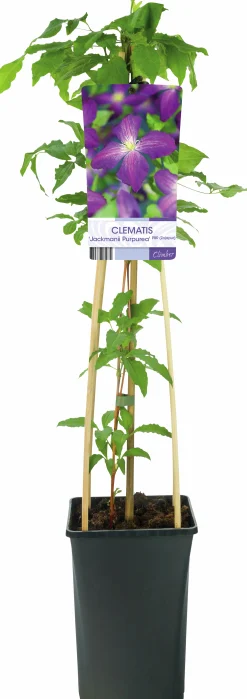 Klematis 'Jackmanii Purpurea'