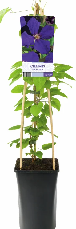 Klematis 'Jackmannii'