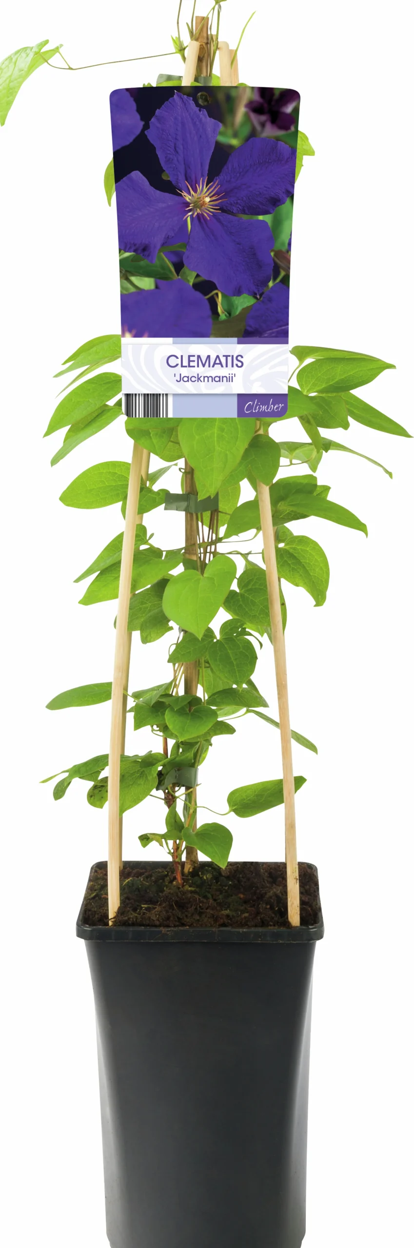 Klematis 'Jackmannii'