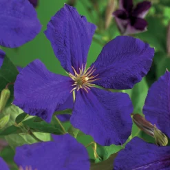 Klematis 'Jackmannii'