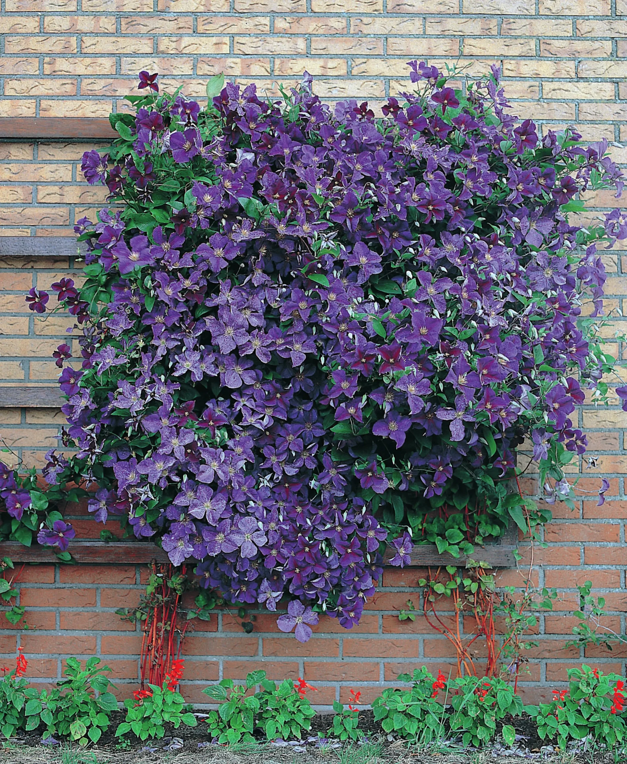 Klematis 'Jackmannii'